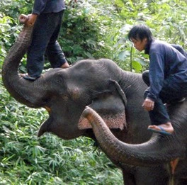 Luang Prabang elephant riding