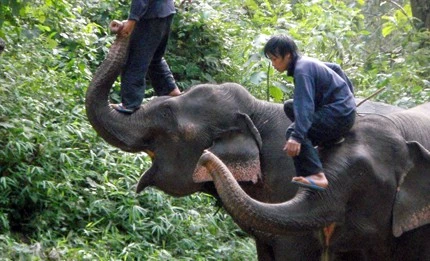 Luang Prabang elephant riding
