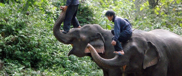 Elephant riding laos Luang Prabang elephant riding