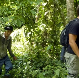 Jungle