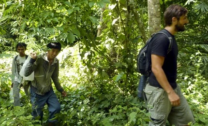 Jungle